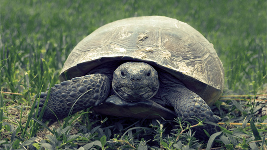 A tortoise, slow and steady.