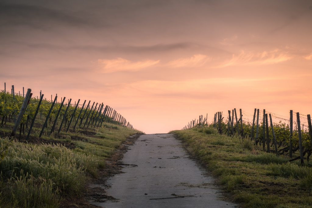 a sandy path disappears into the sunset between vineyards and fence posts