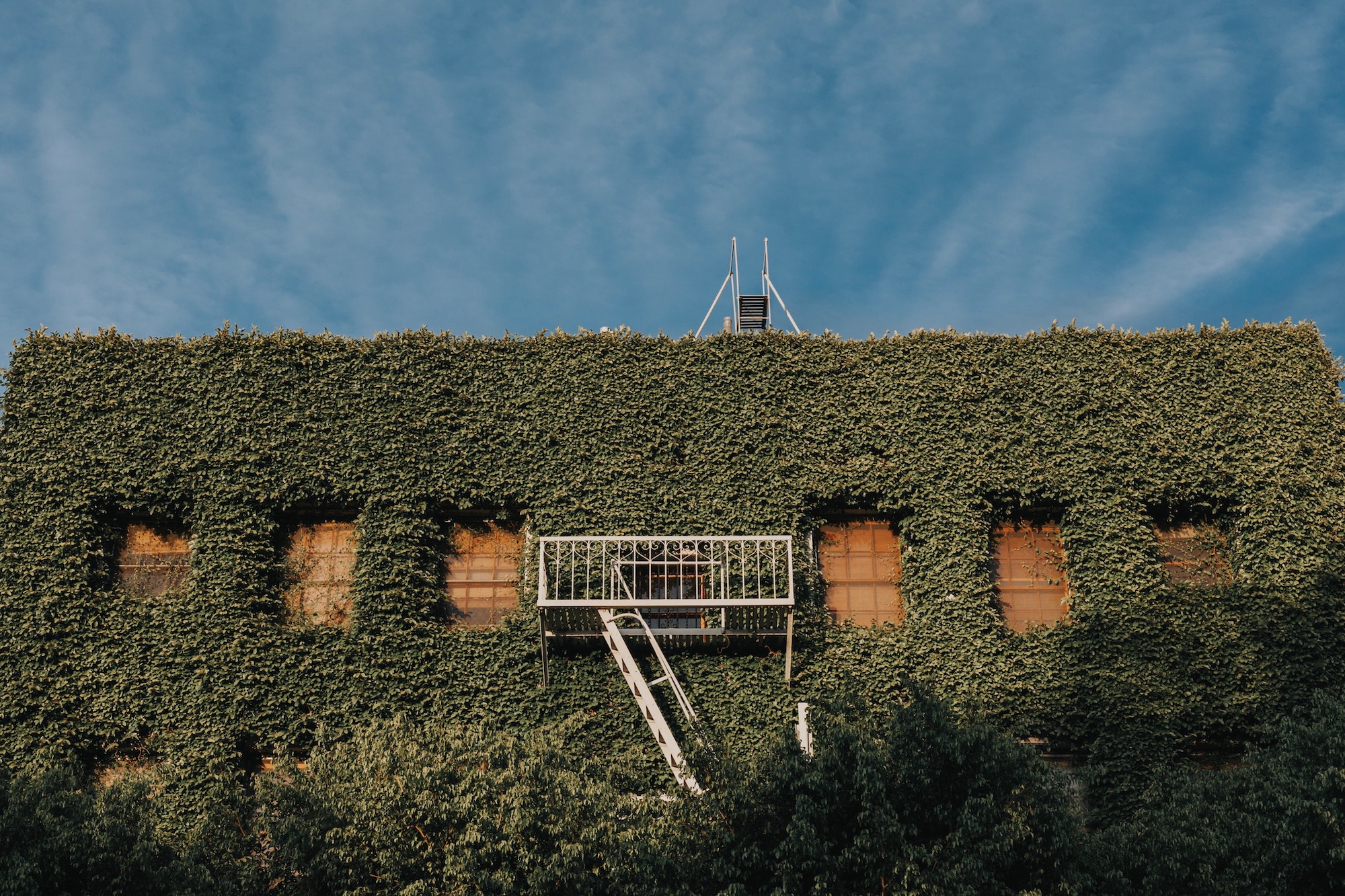 a building is engulfed in vines with only the windows visible