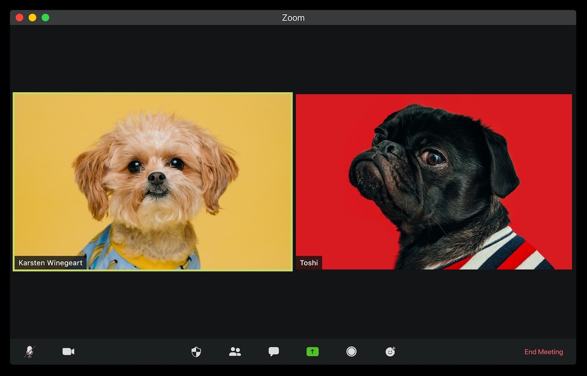 Two dogs in a video conference